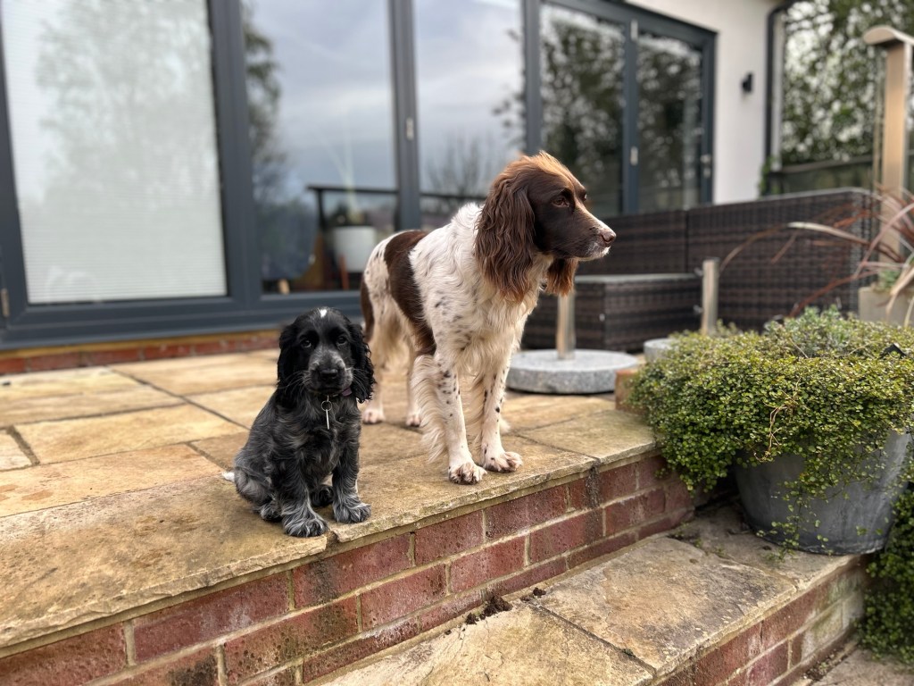A puppy staying at The Spaniel House