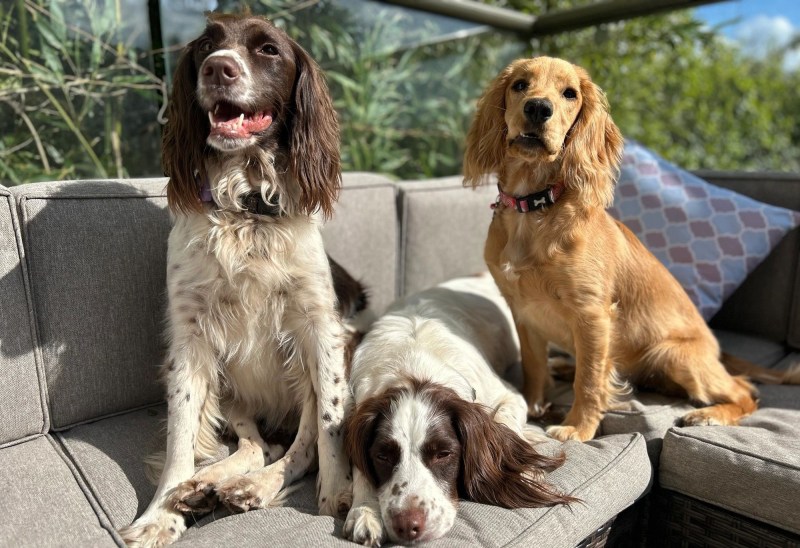 Two springer spaniels and a golden cocker spaniel relaxing together on a garden sofa