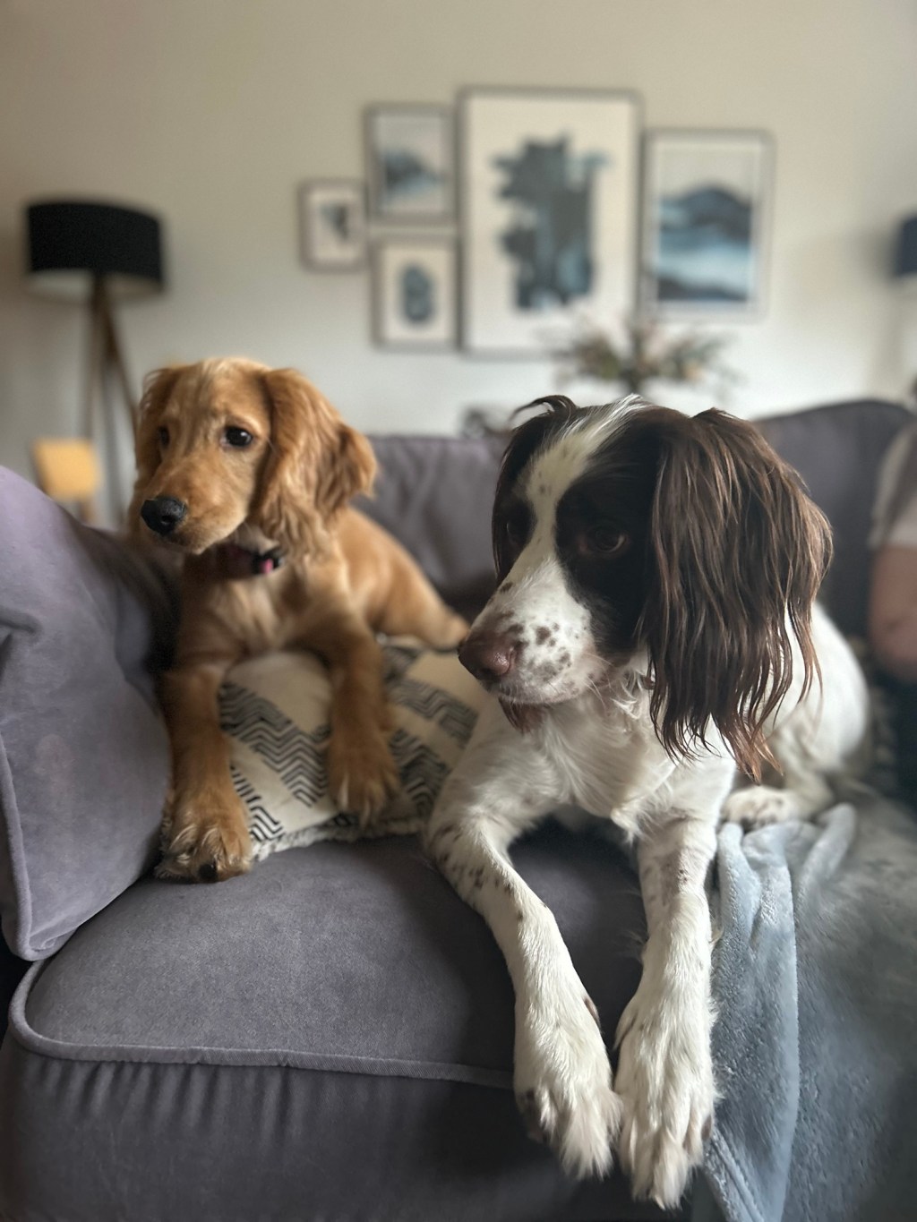 A golden cocker spaniel and a springer spaniel relaxing together on a sofa