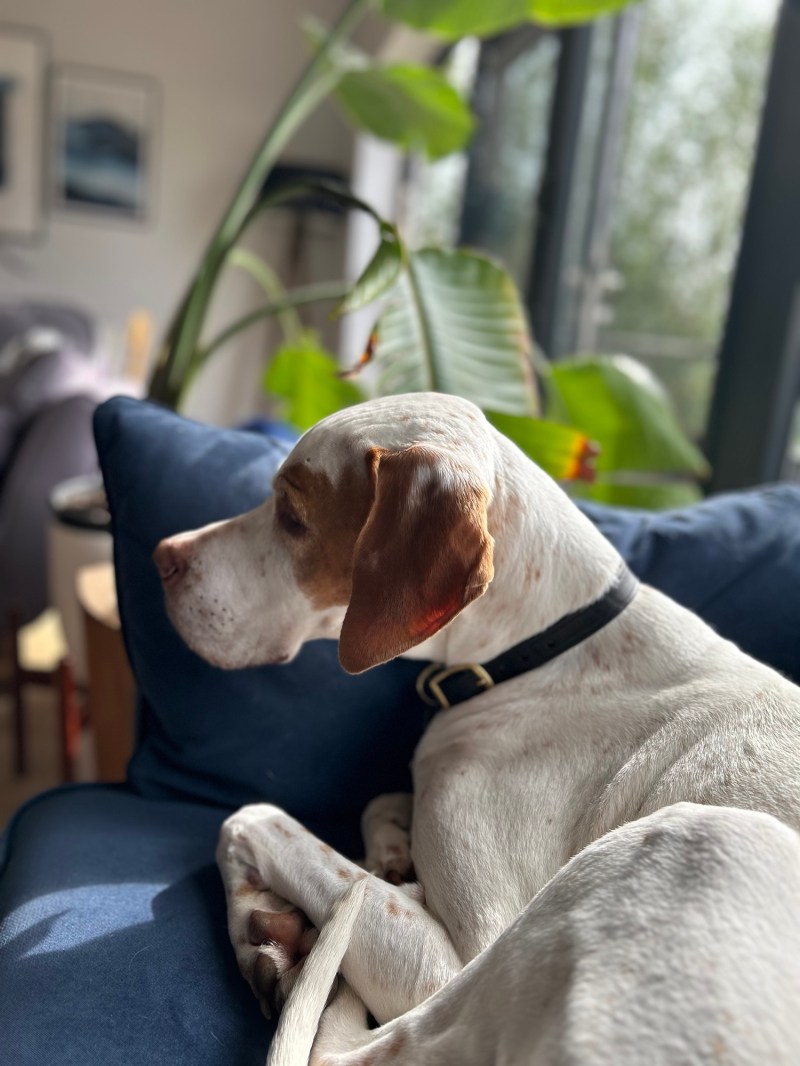 A white and tan dog resting on a navy cushion indoors