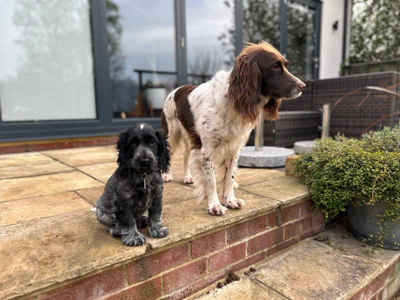 A black cocker spaniel puppy and a springer spaniel on a sunny patio