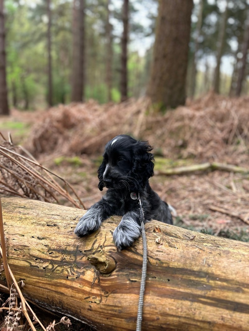 A black cocker spaniel puppy resting on a log in the woods