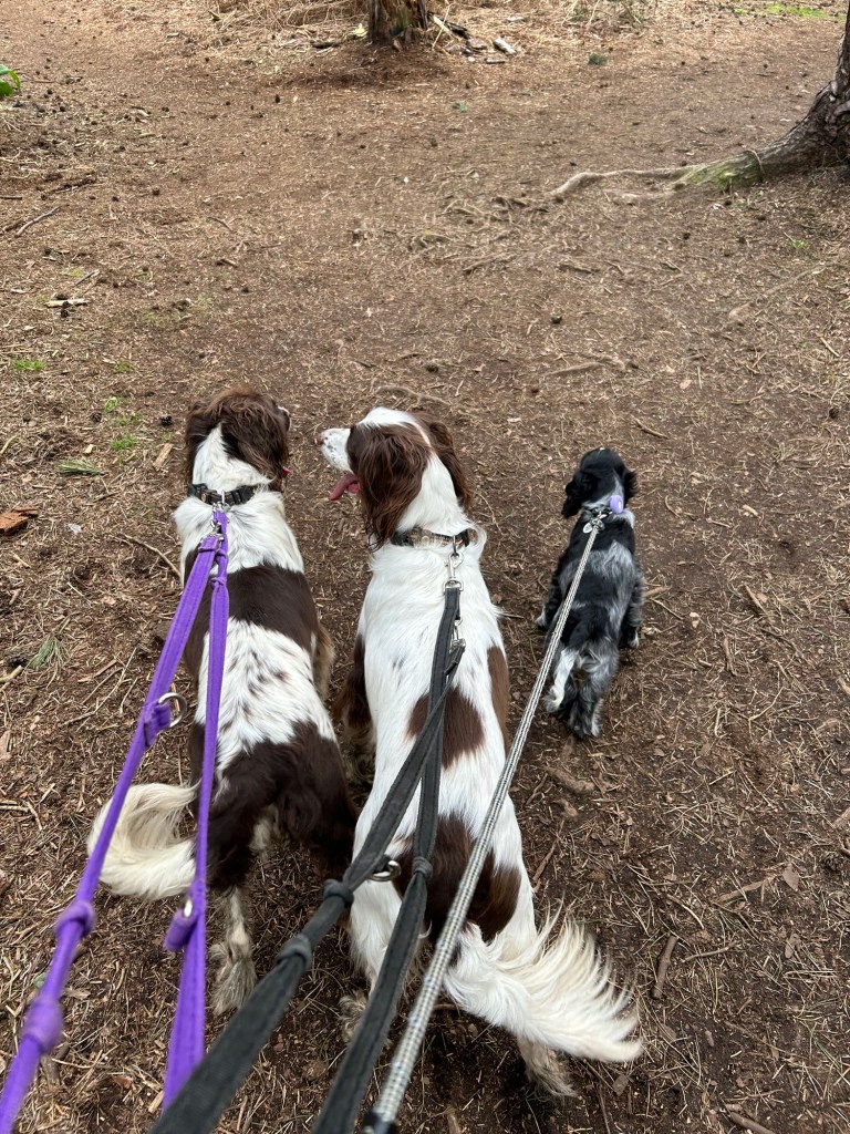 A puppy staying at The Spaniel House