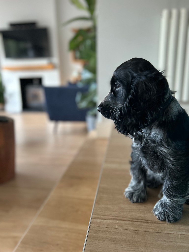 A puppy at The Spaniel House
