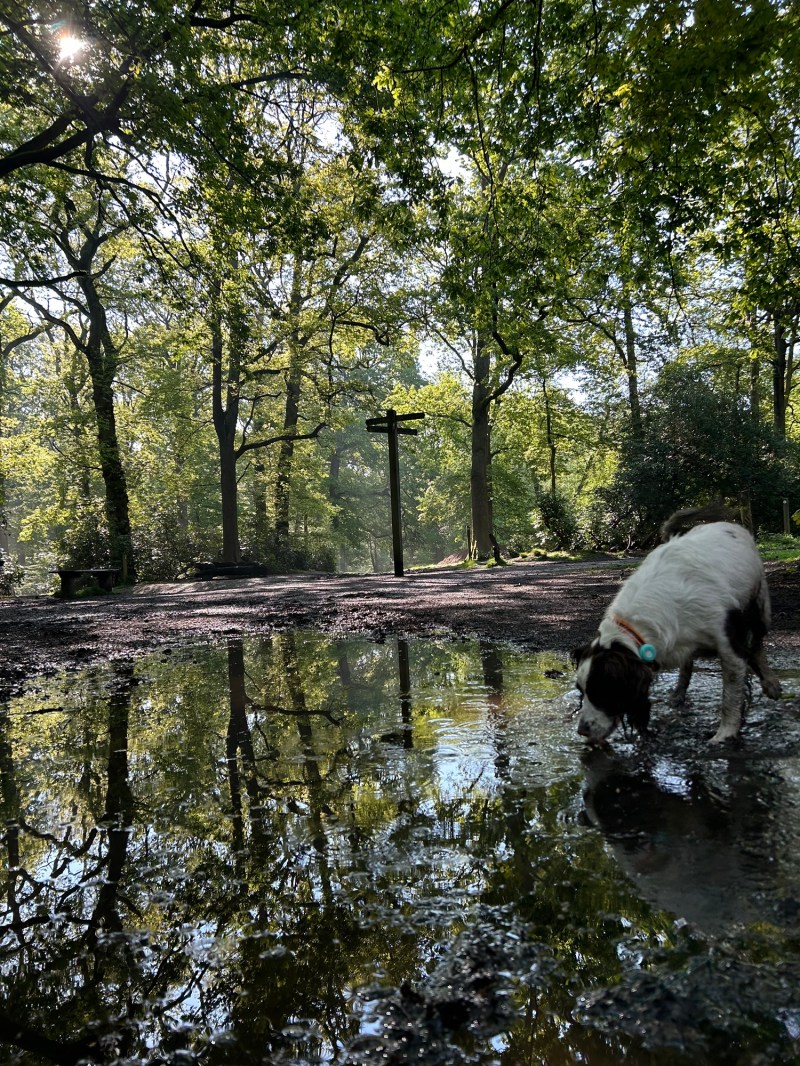 A dog paddling in a puddle on a woodland walk