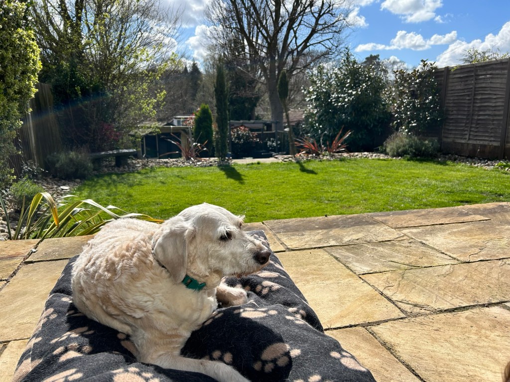An older white dog resting on a paw-print blanket on our sunny terrace, looking over the garden